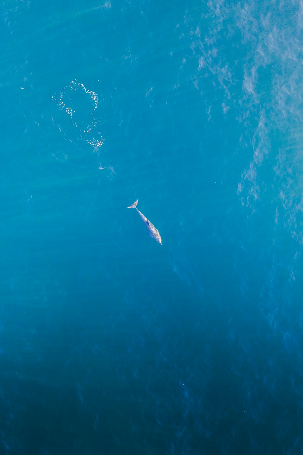 person swimming in the sea