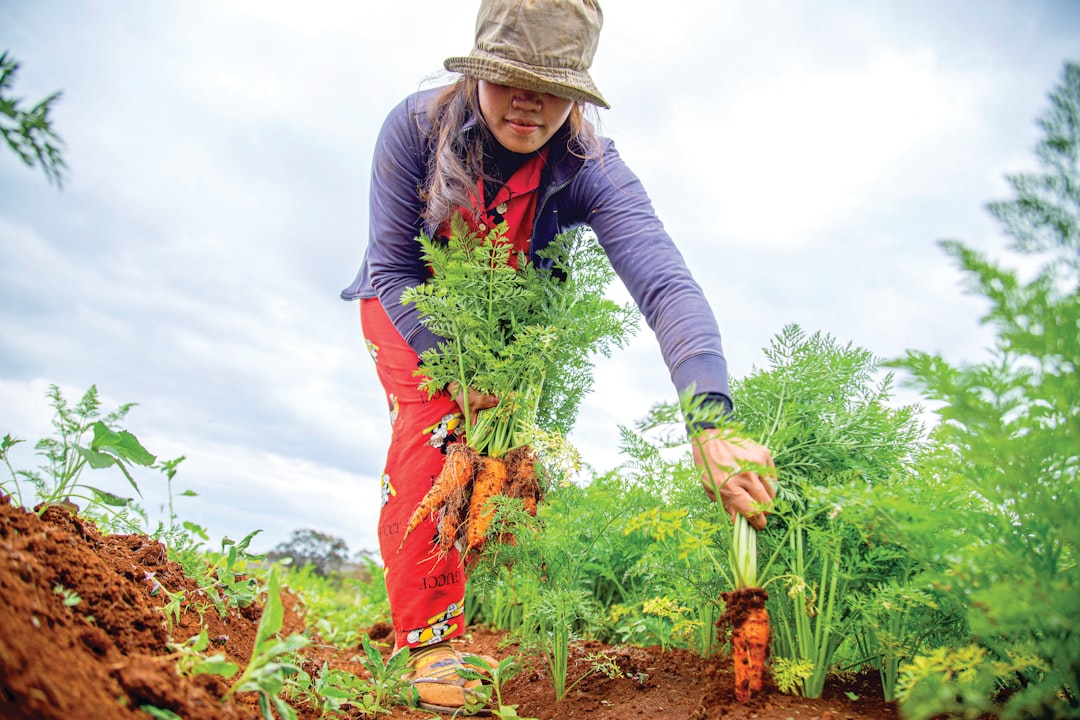 Asian woman pulling carrots from the garden