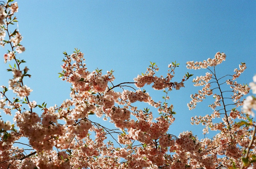 albero di foglie marroni e bianche sotto il cielo blu durante il giorno