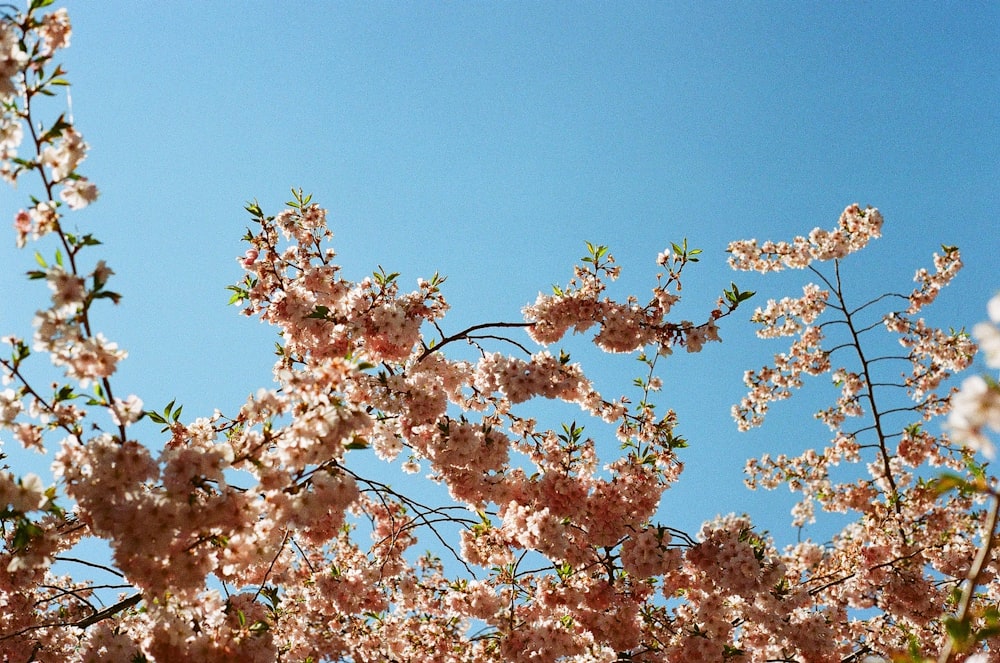 Árbol de hojas marrones y blancas bajo el cielo azul durante el día