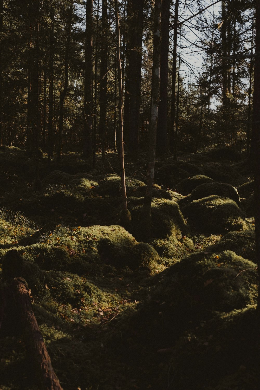 brown trees on brown soil