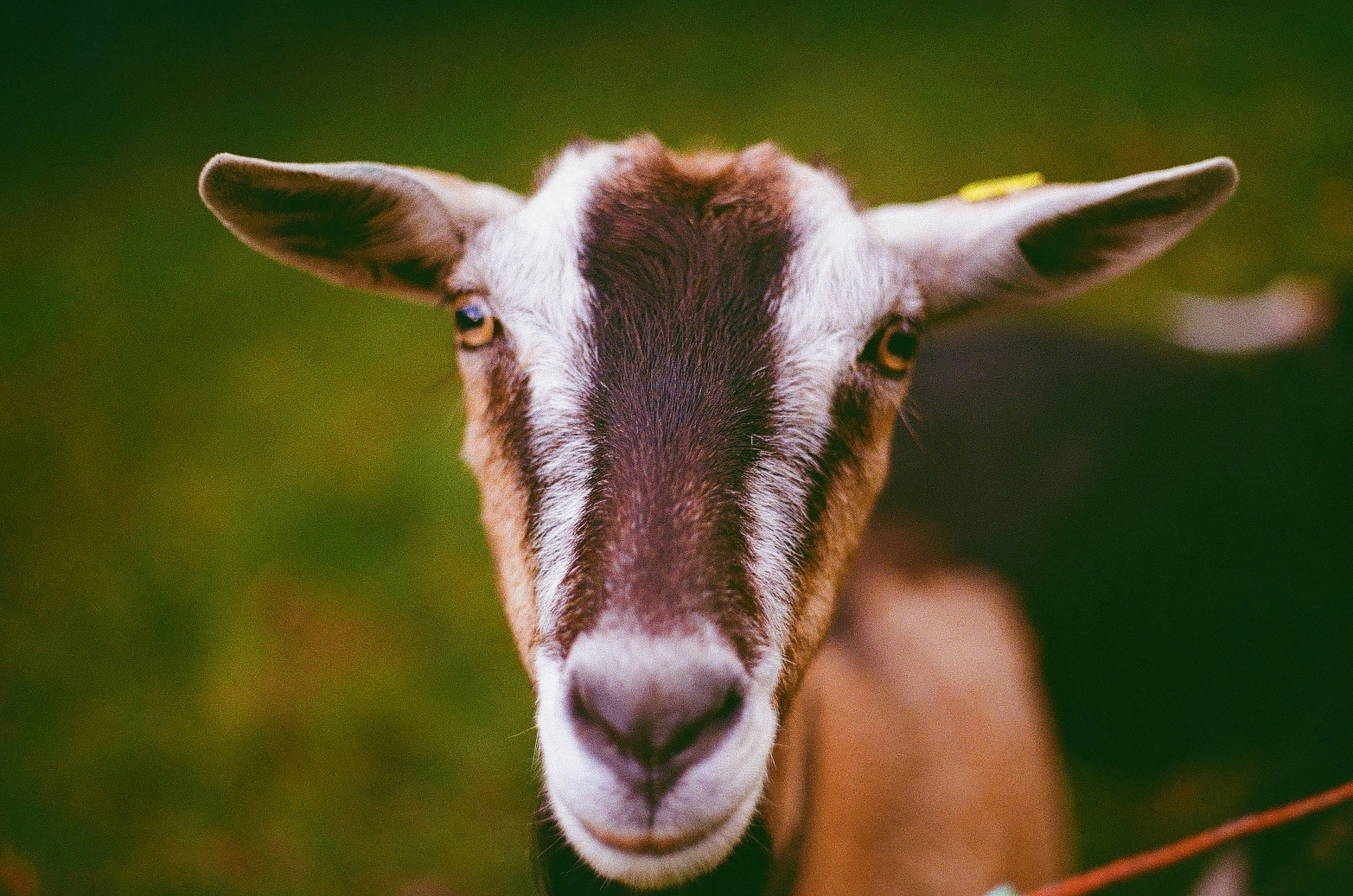 Photo by constantinp