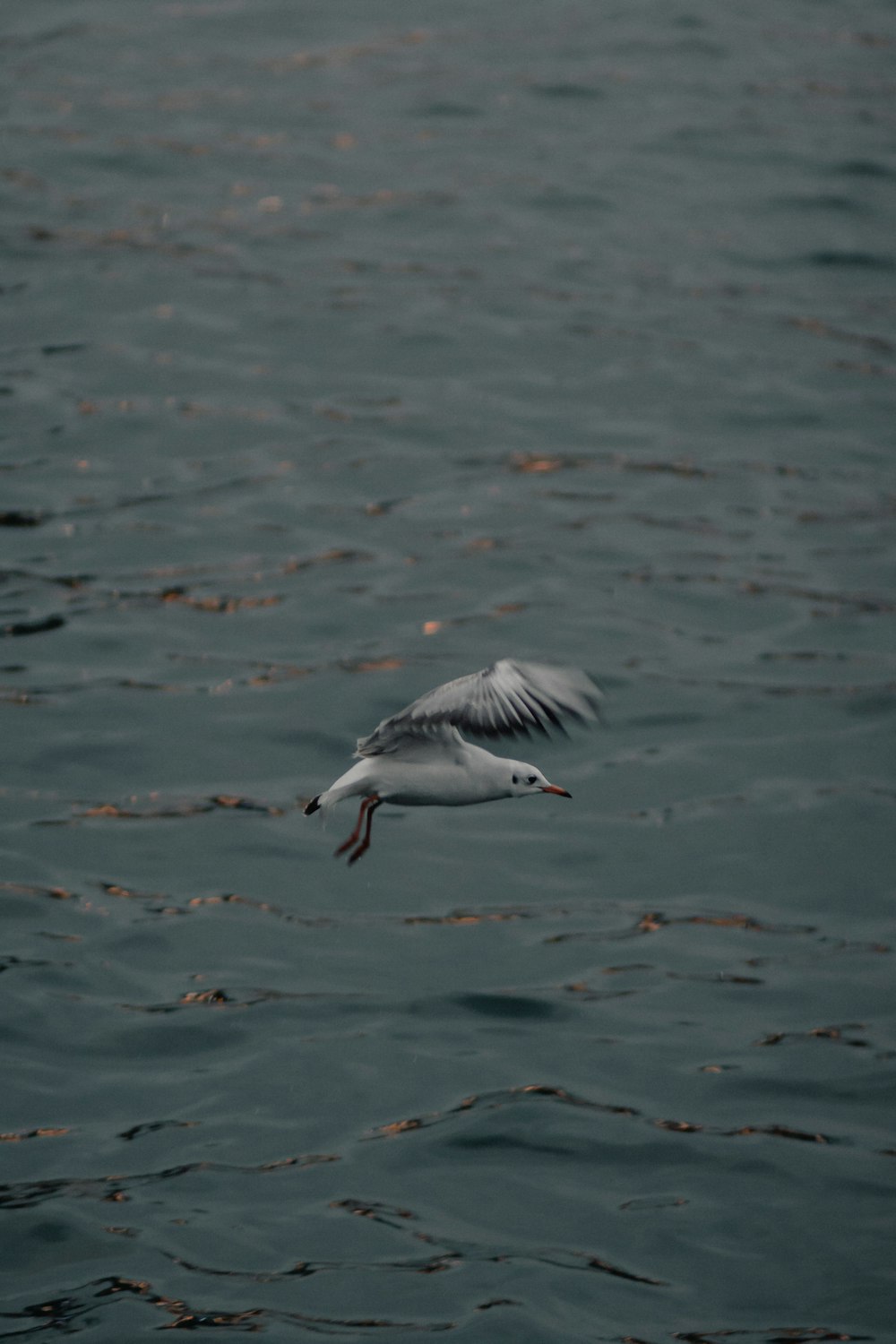 white and black bird flying over the sea during daytime