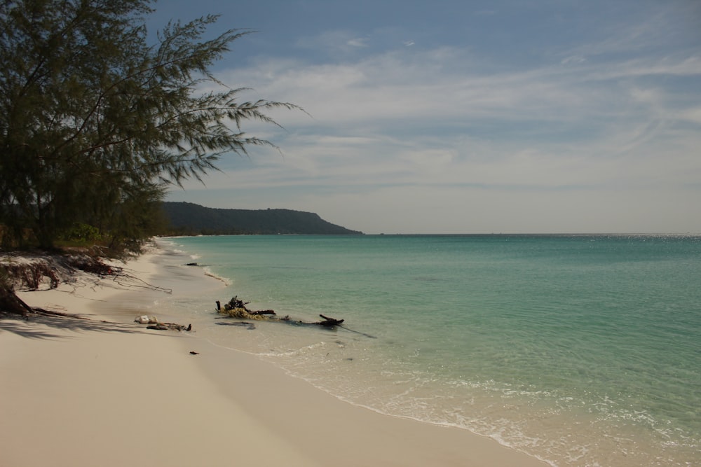 people on beach during daytime