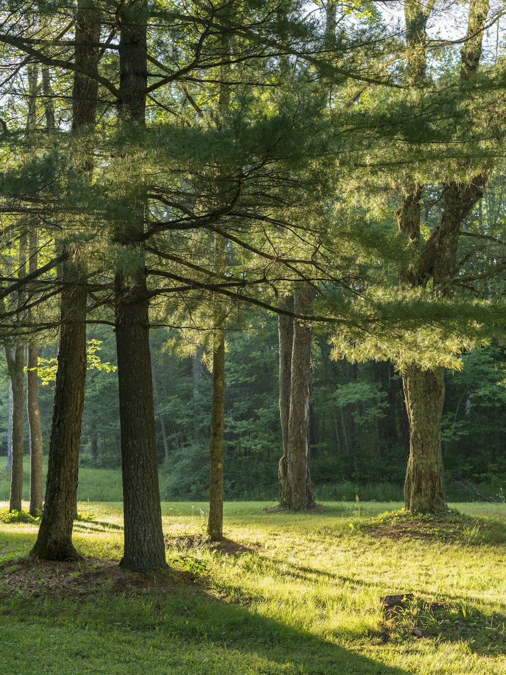 arbres verts sur un champ d’herbe verte pendant la journée