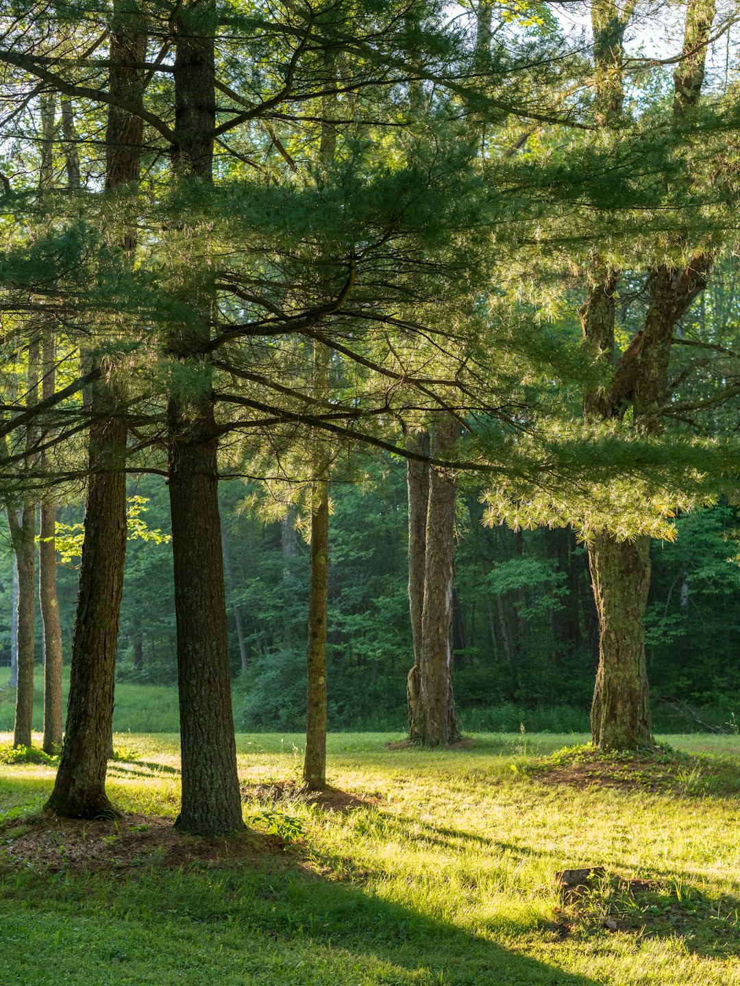 green trees on green grass field during daytime