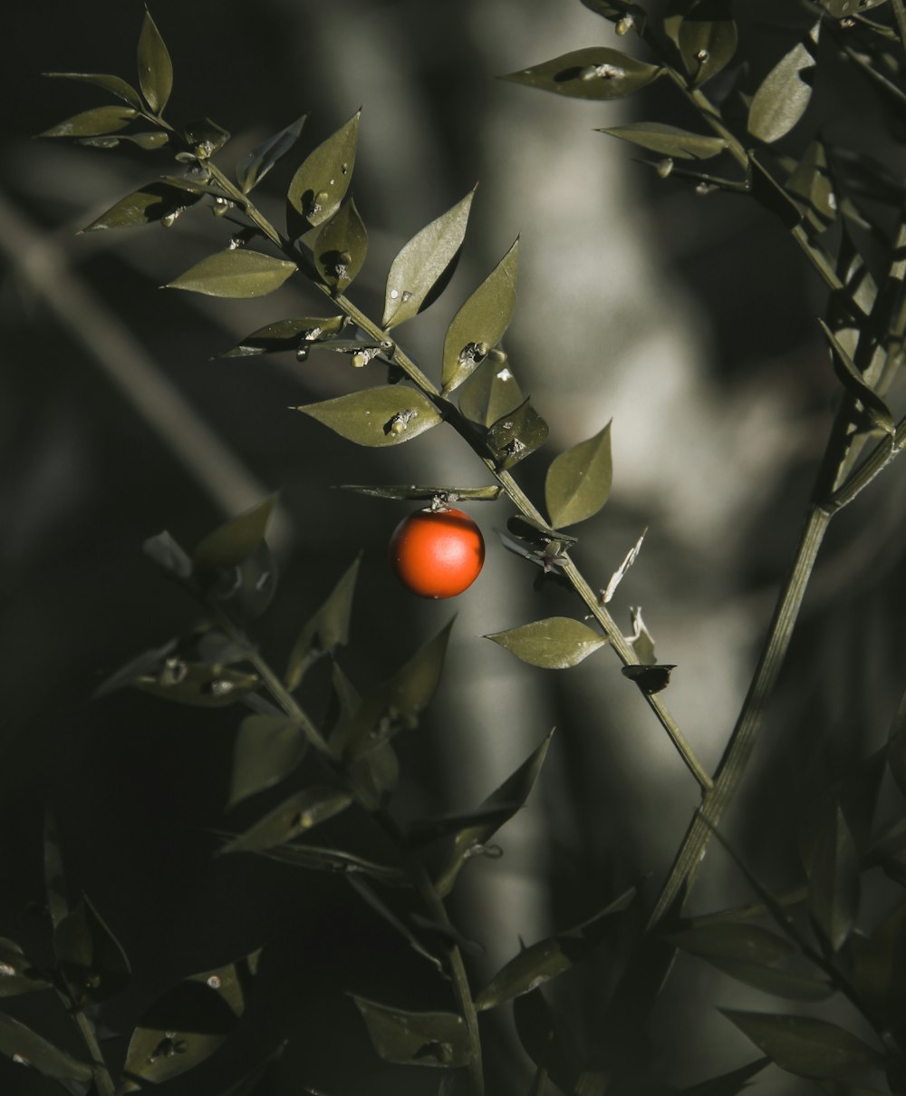 orange round fruit on tree
