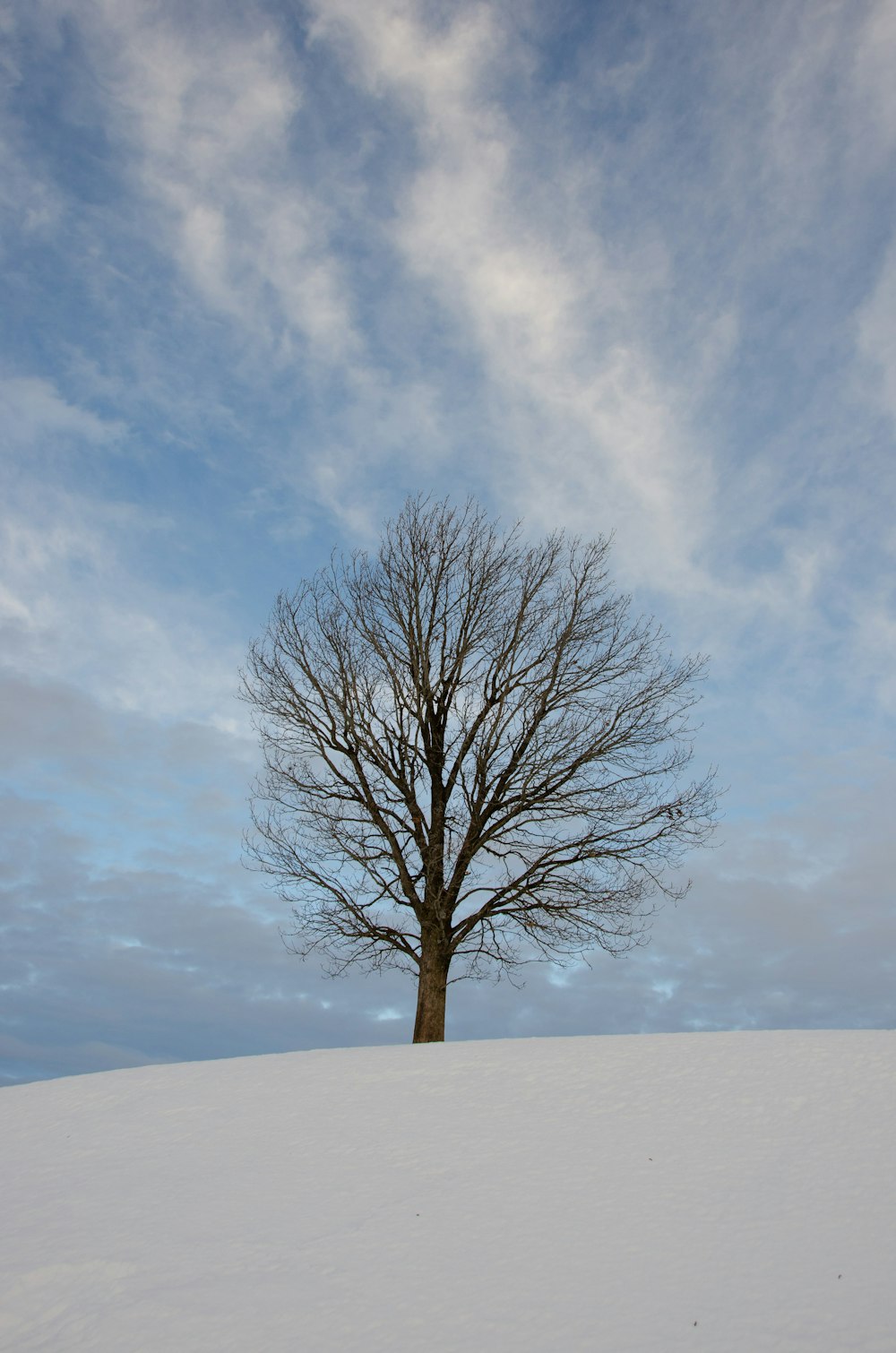 leafless tree on snow covered ground under white cloudy sky during daytime
