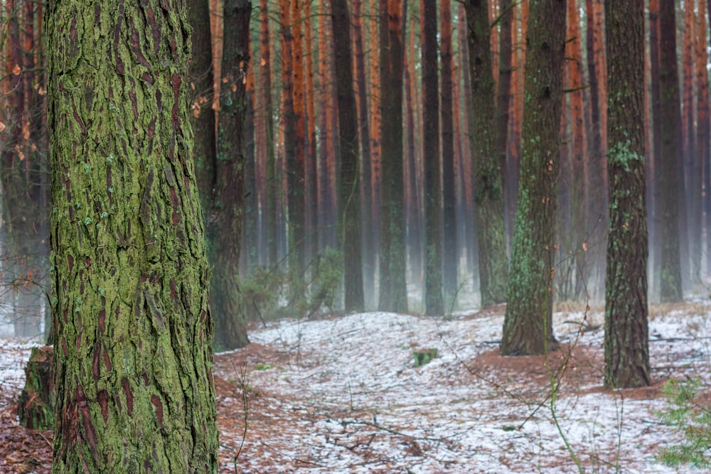 brown trees on white snow covered ground during daytime