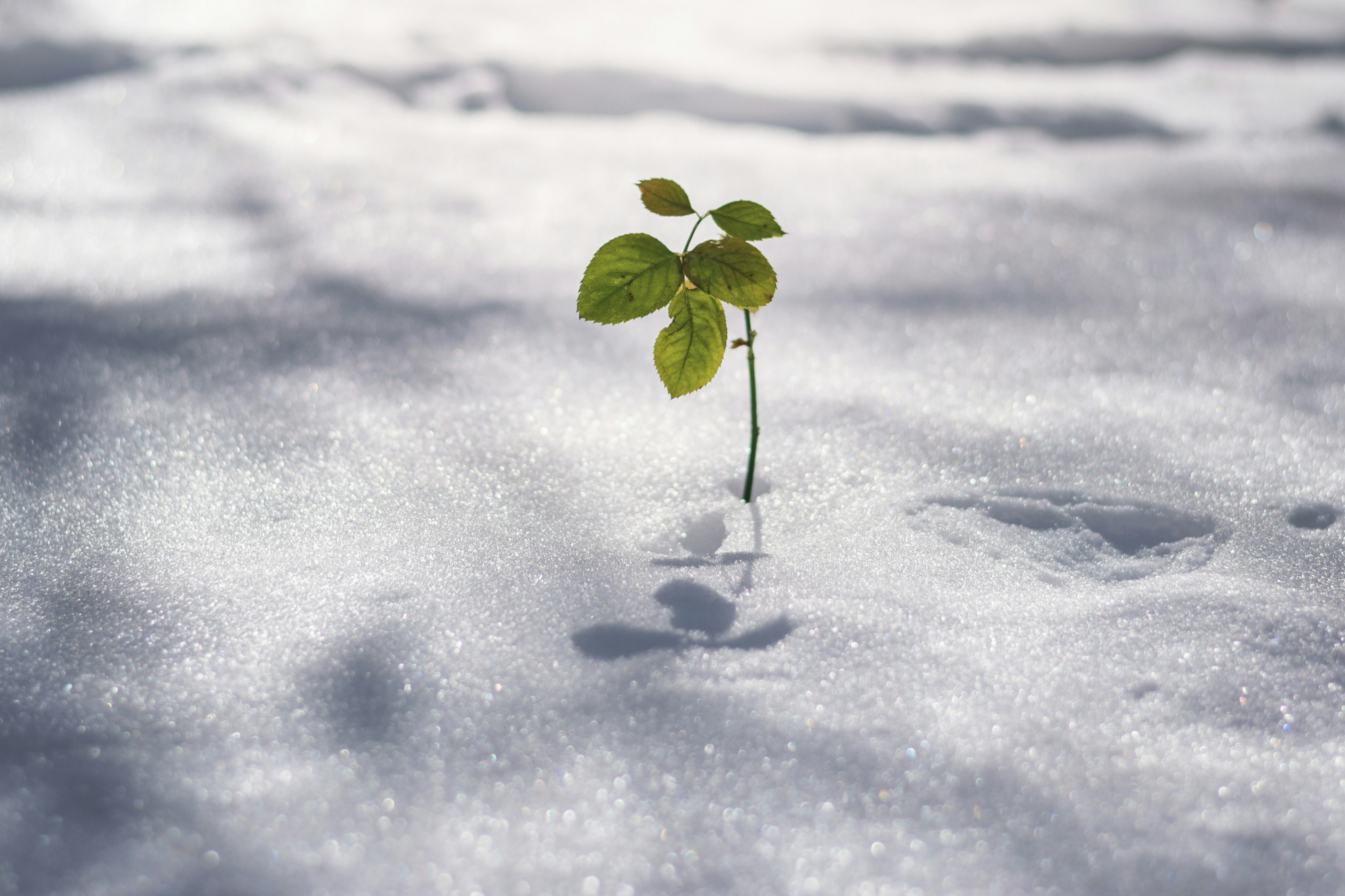 green plant on snow covered ground