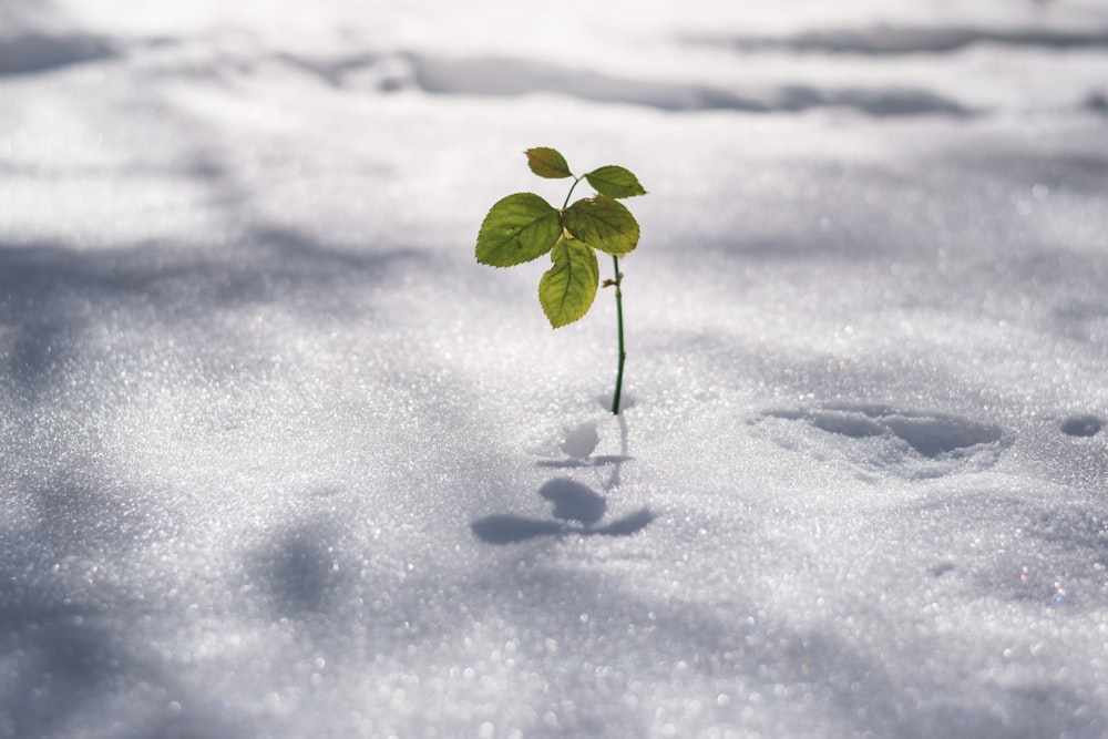 green plant on snow covered ground