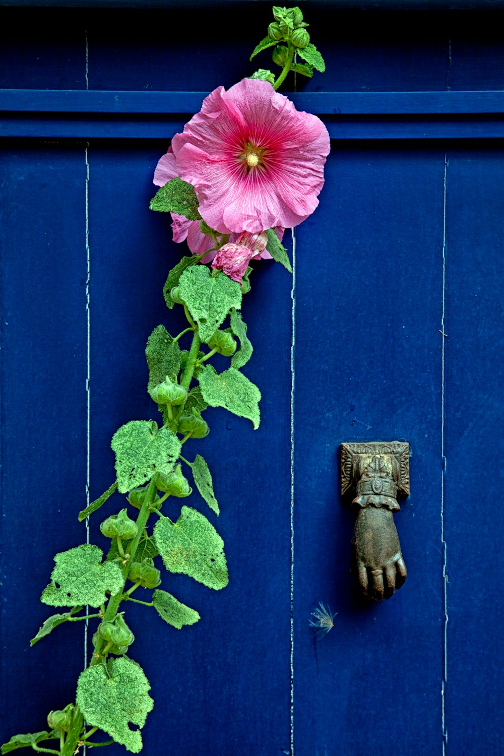 pink hibiscus in bloom during daytime