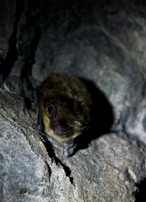 A small bat with dark fur clings to a rough stone wall. The lighting is low and most of the background is shadowed, highlighting the texture of the bat's fur and the intricate details of the rock surface.