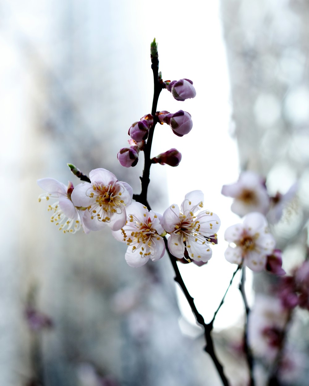 white cherry blossom in close up photography