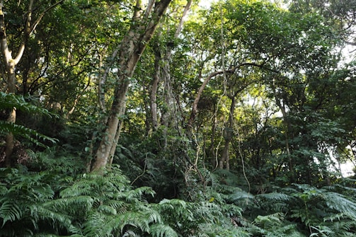 green plants and trees during daytime