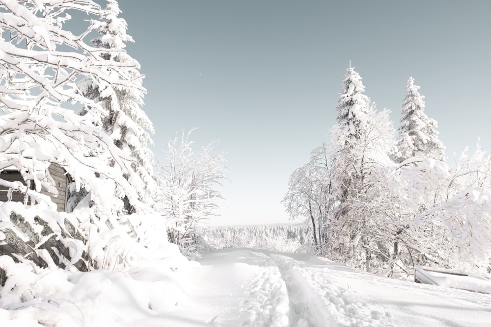 alberi coperti di neve sotto il cielo blu durante il giorno