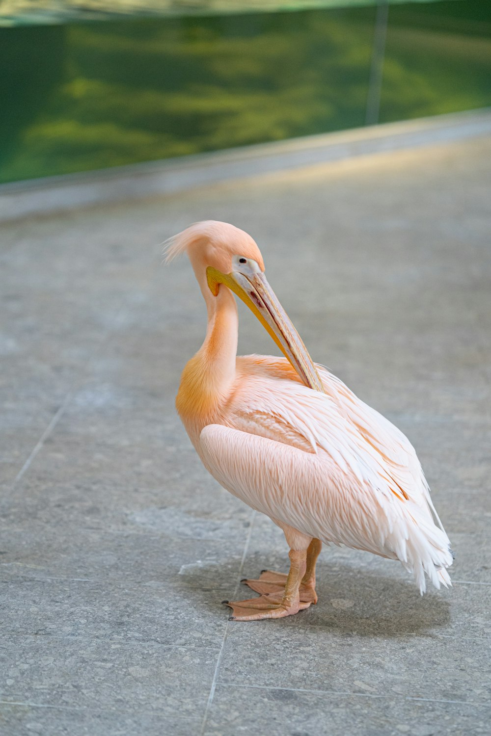 white pelican on gray concrete floor during daytime