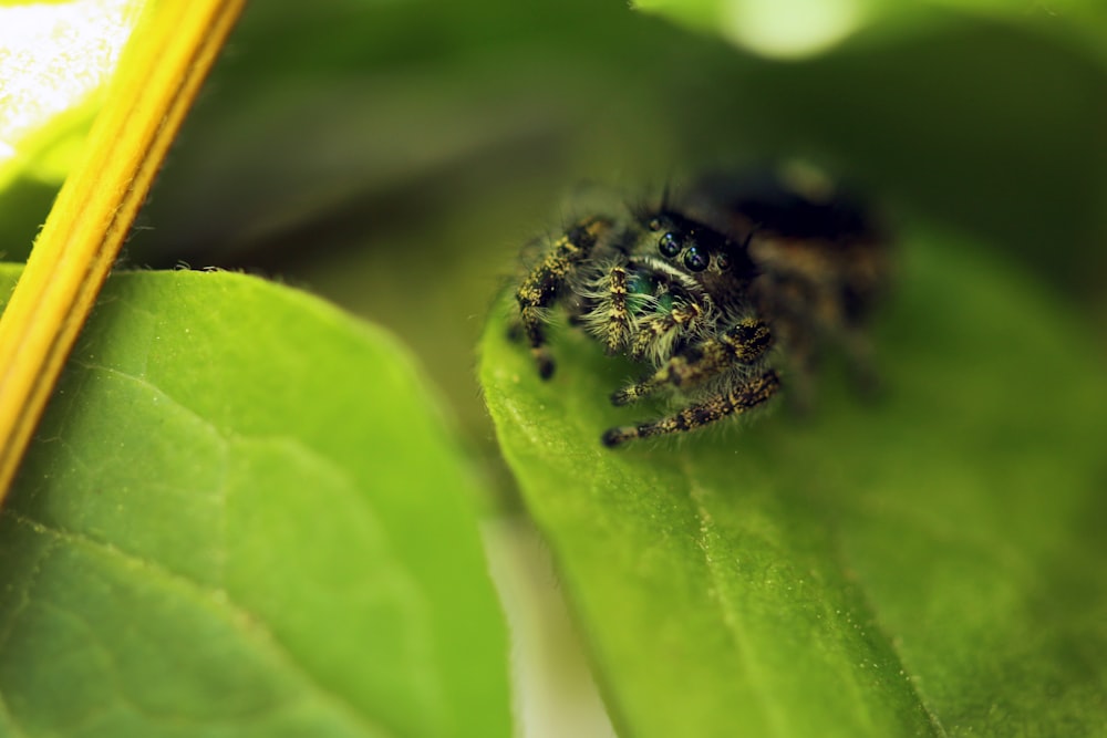 brown spider on green leaf