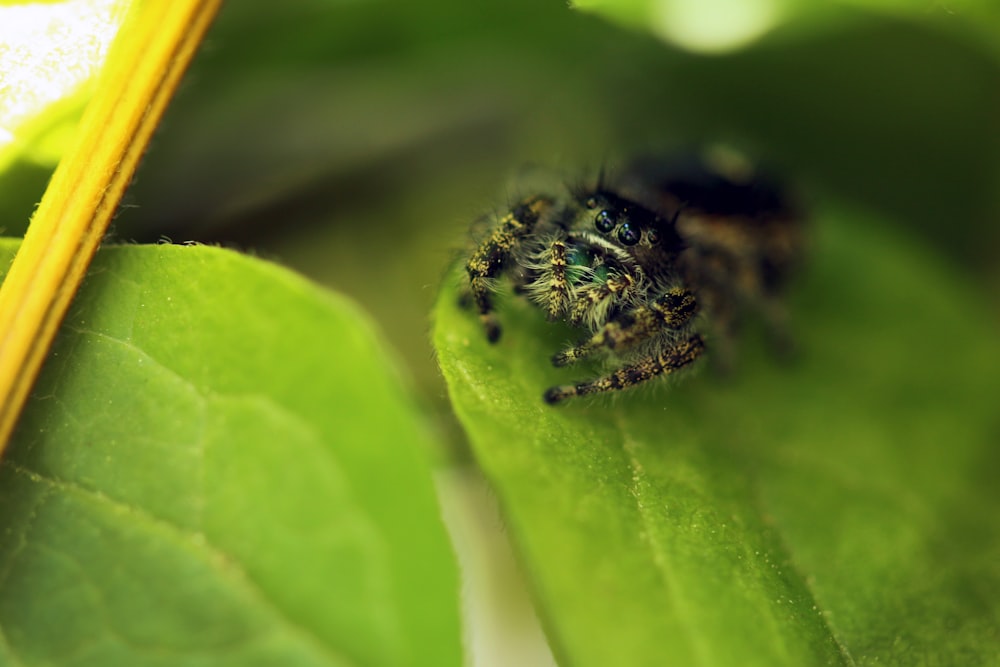 Braune Spinne auf grünem Blatt