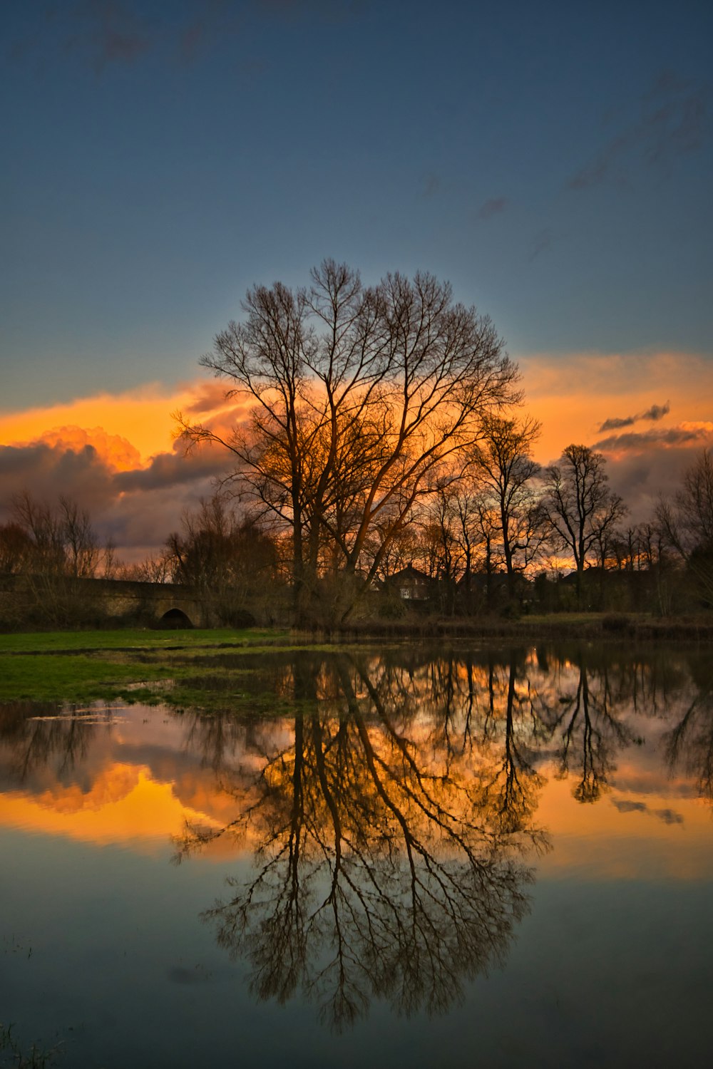 brown trees beside body of water during sunset