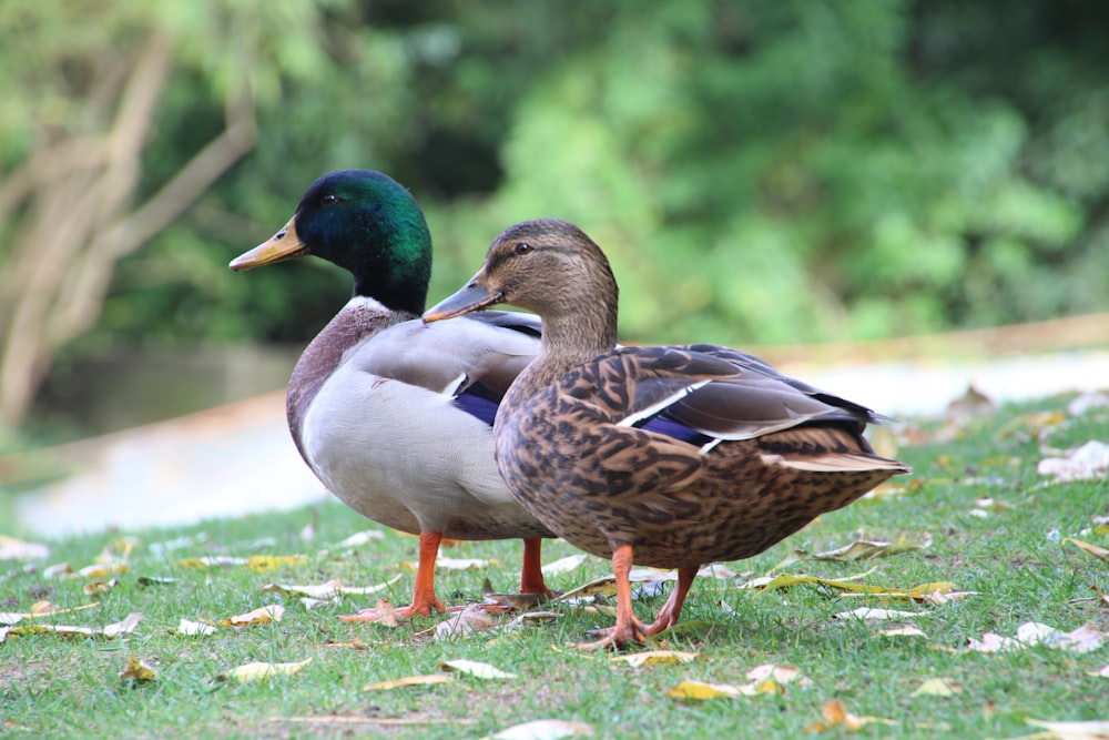 Canard brun et blanc sur herbe verte pendant la journée