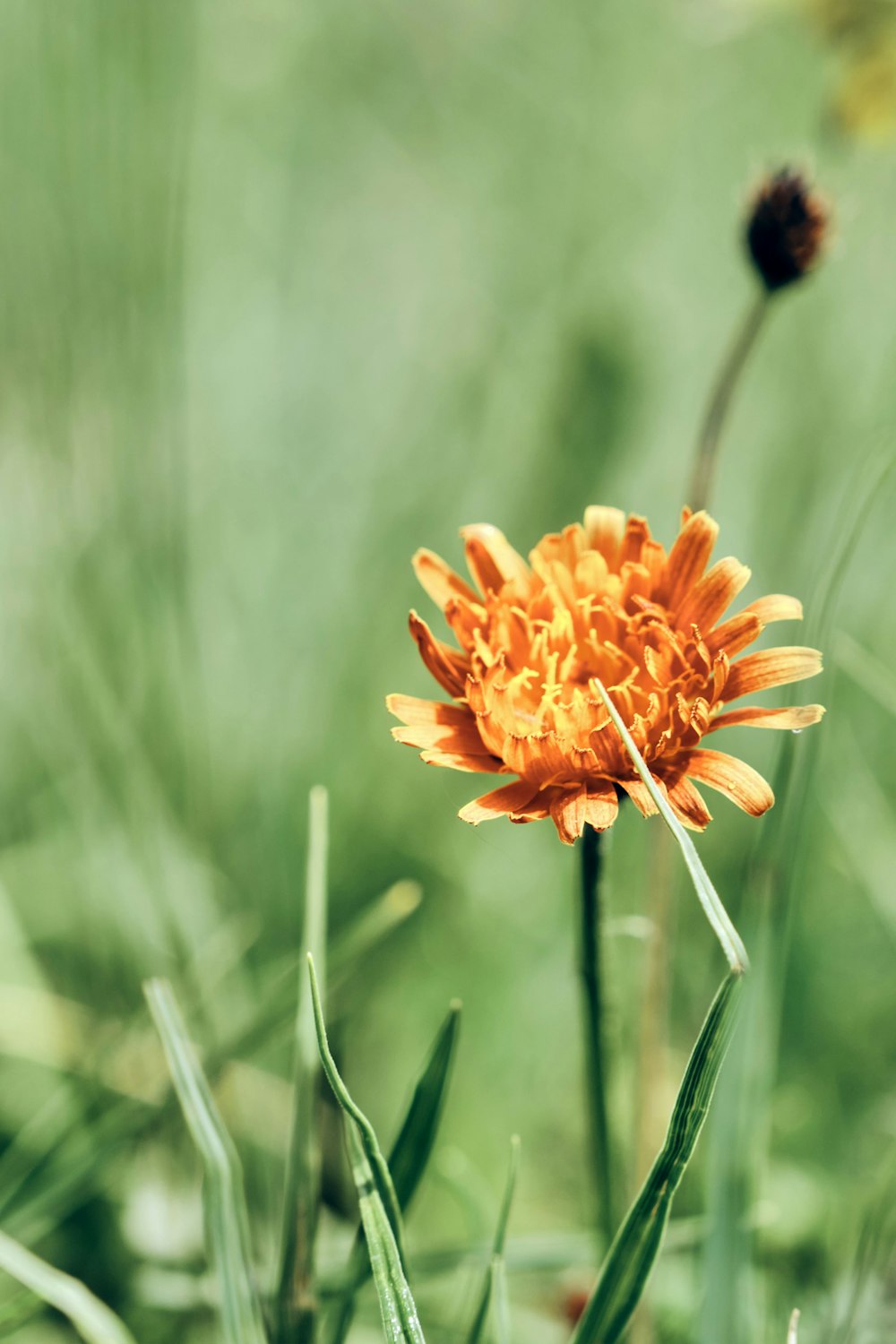 orange flower in tilt shift lens