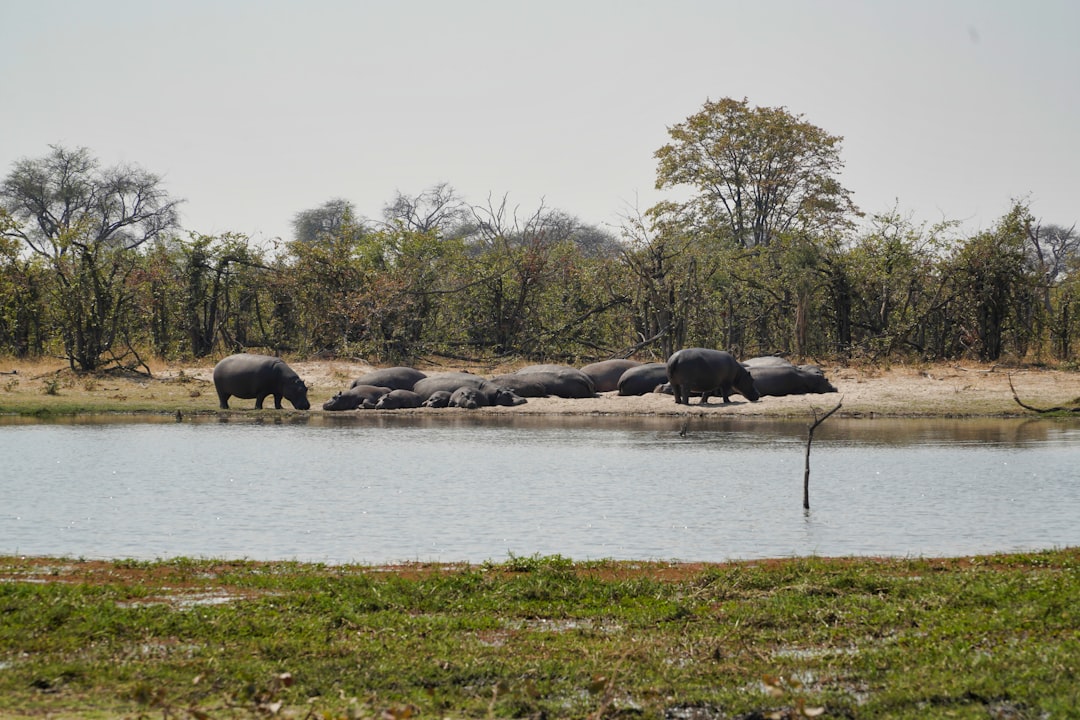 travelers stories about Ecoregion in Okavango Delta, Botswana