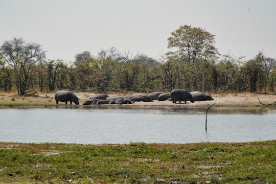 black elephant on green grass field near body of water during daytime in Okavango Delta Botswana