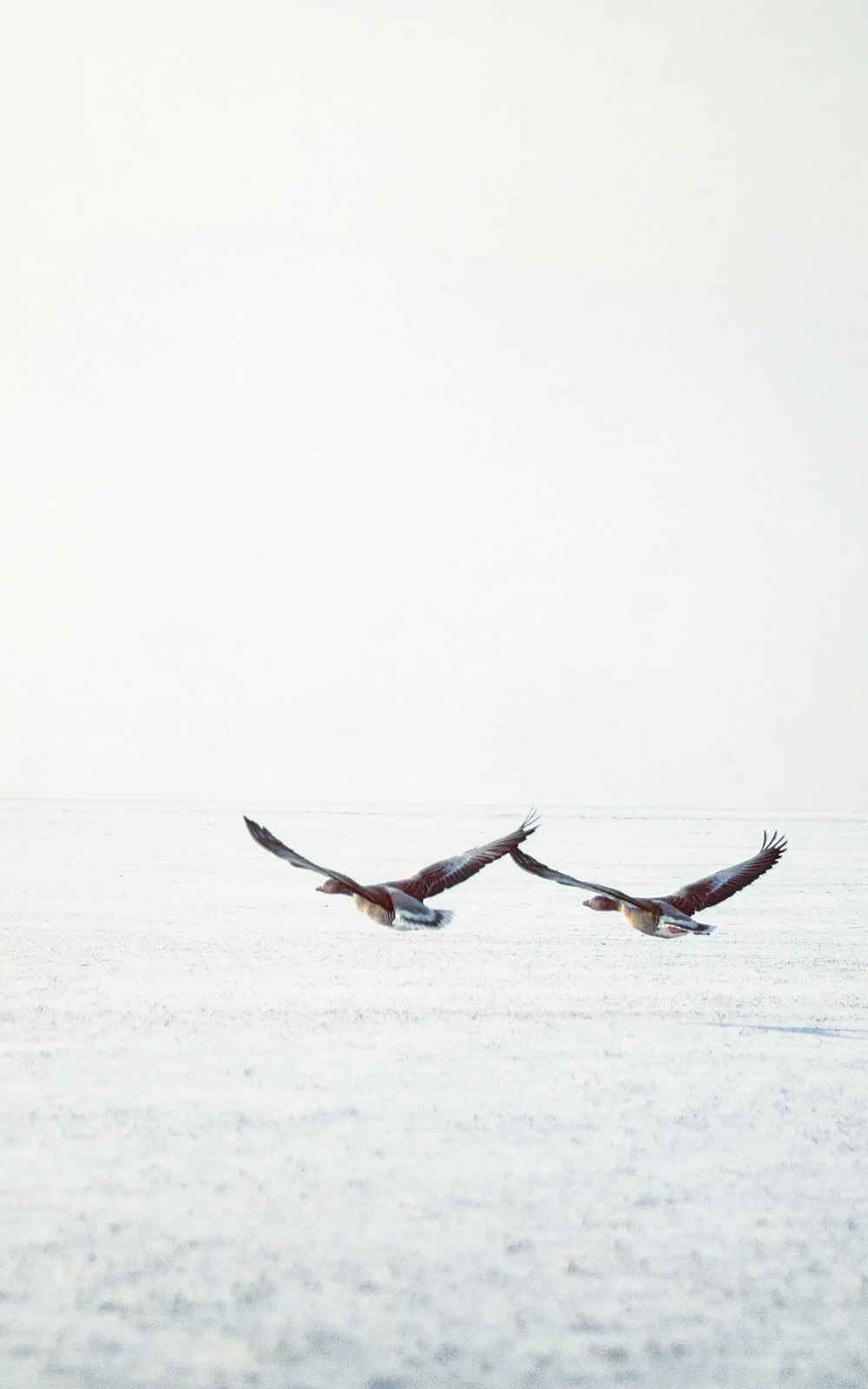 brown and white bird flying over the sea