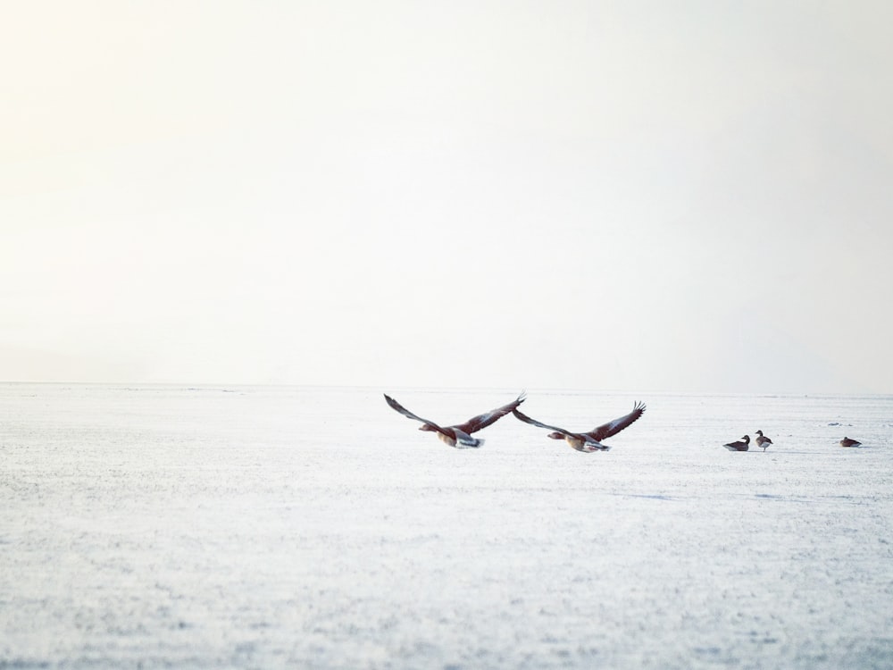 brown and white bird flying over the sea during daytime