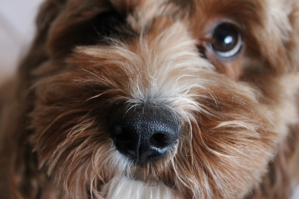 brown and white long coated dog