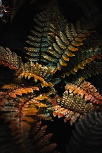 Fern Study