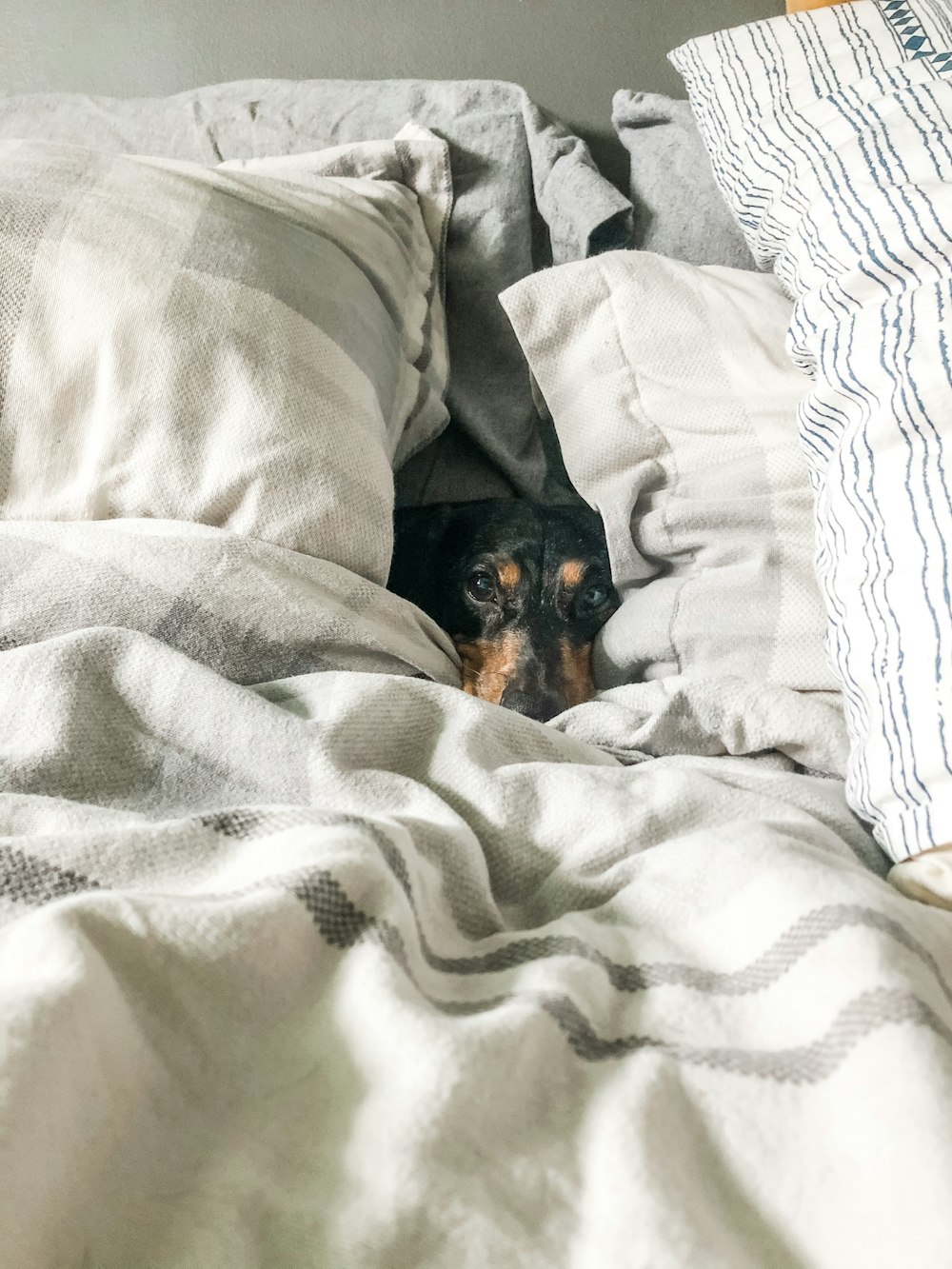 black and brown short coated dog on white and gray textile