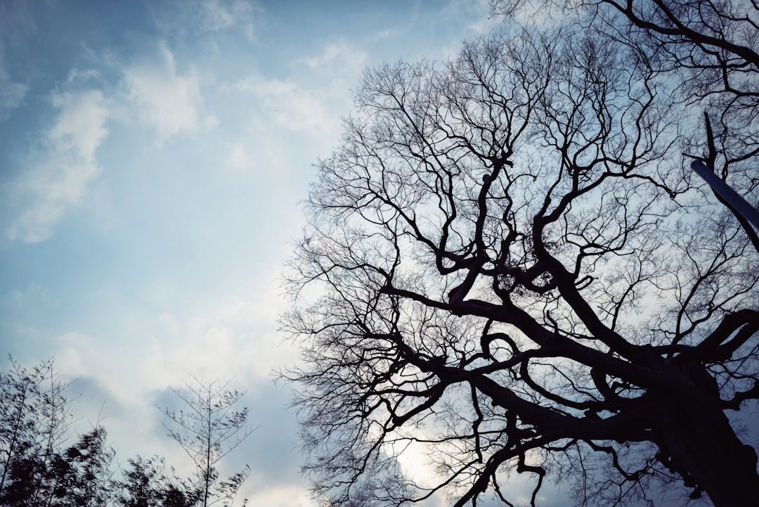 leafless tree under blue sky