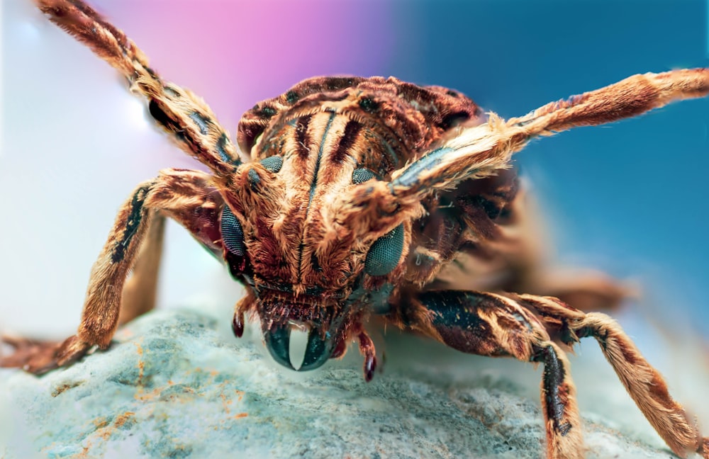 brown and black insect on white textile