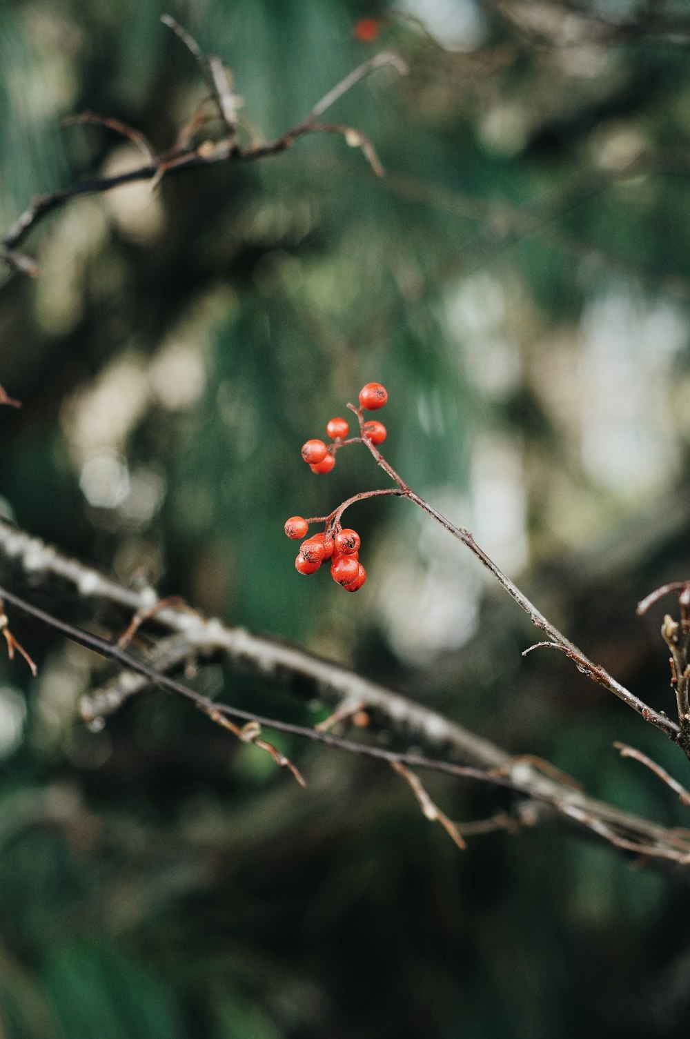 red round fruits on tree branch during daytime