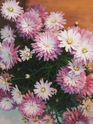 A cluster of blooming violets in soft pink and white shades.