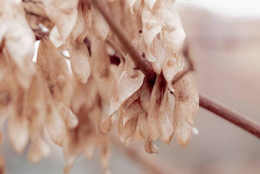 white and brown flower in close up photography