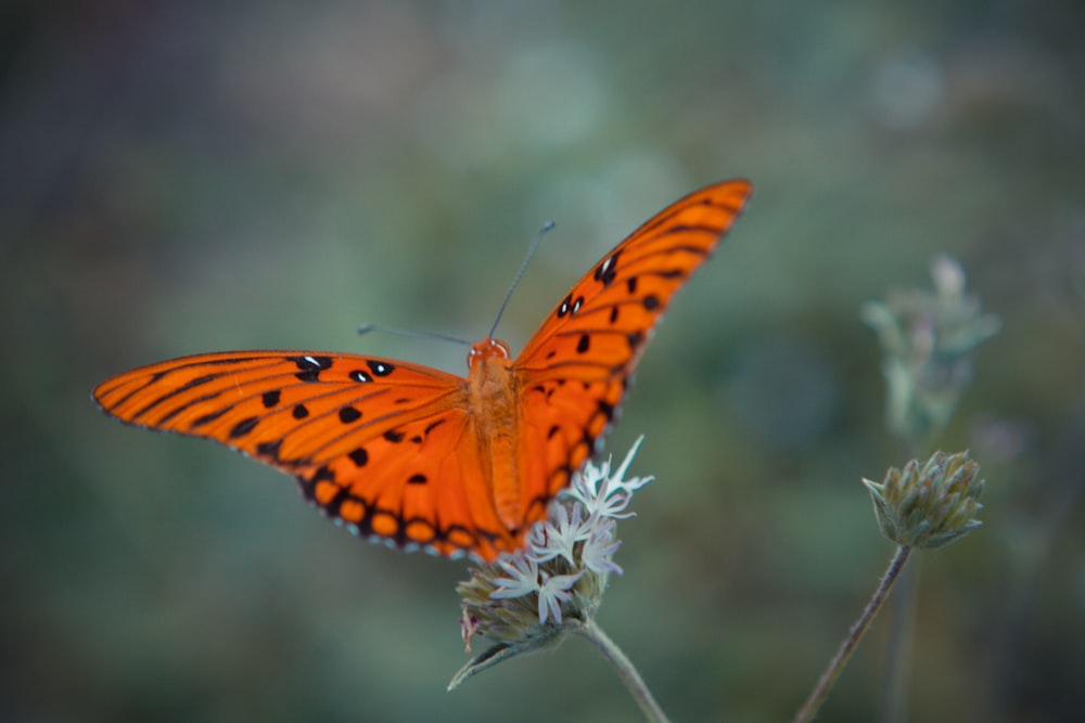 orange and black butterfly perched on white flower