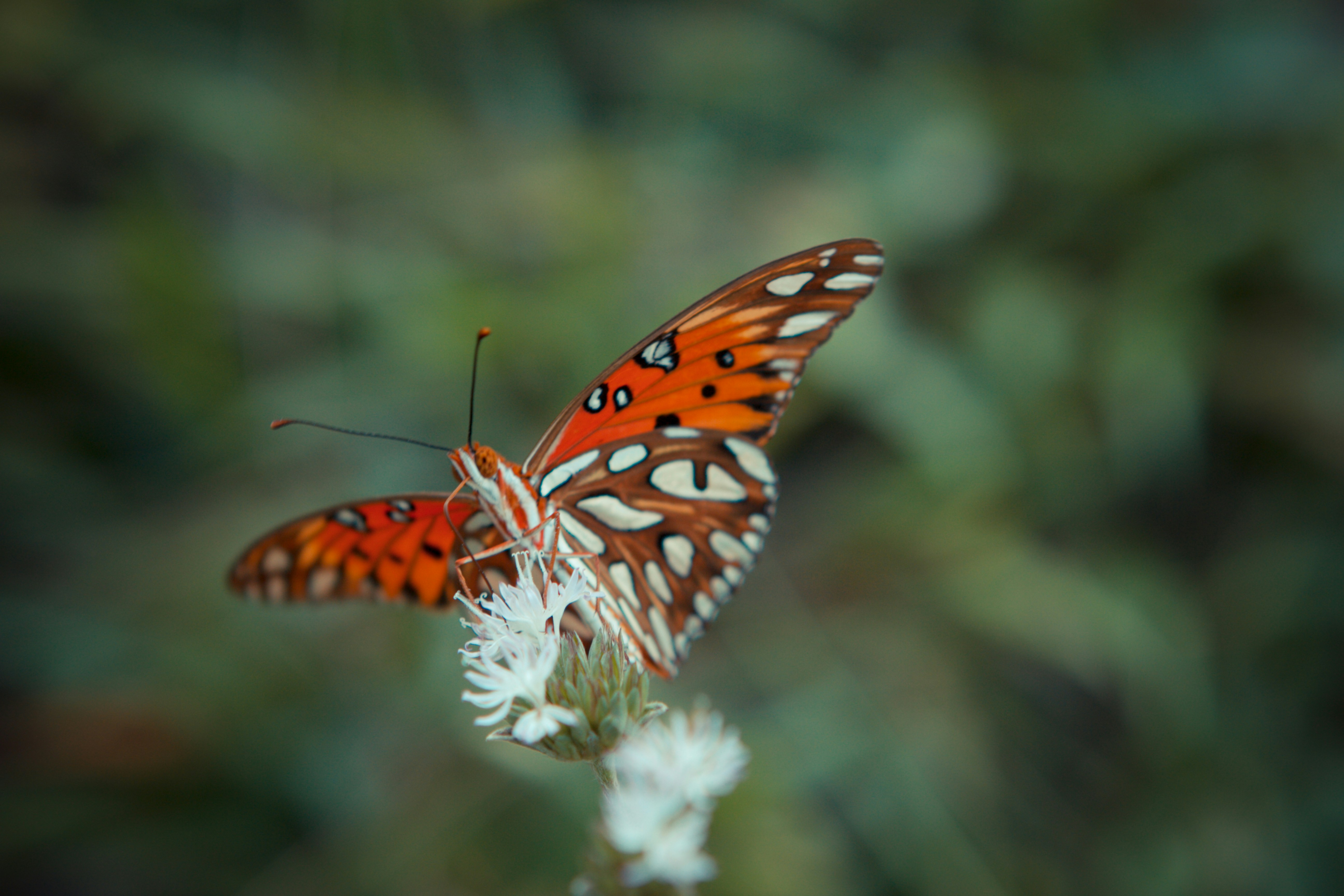 orange and black butterfly perched on white flower in close up photography during daytime, 