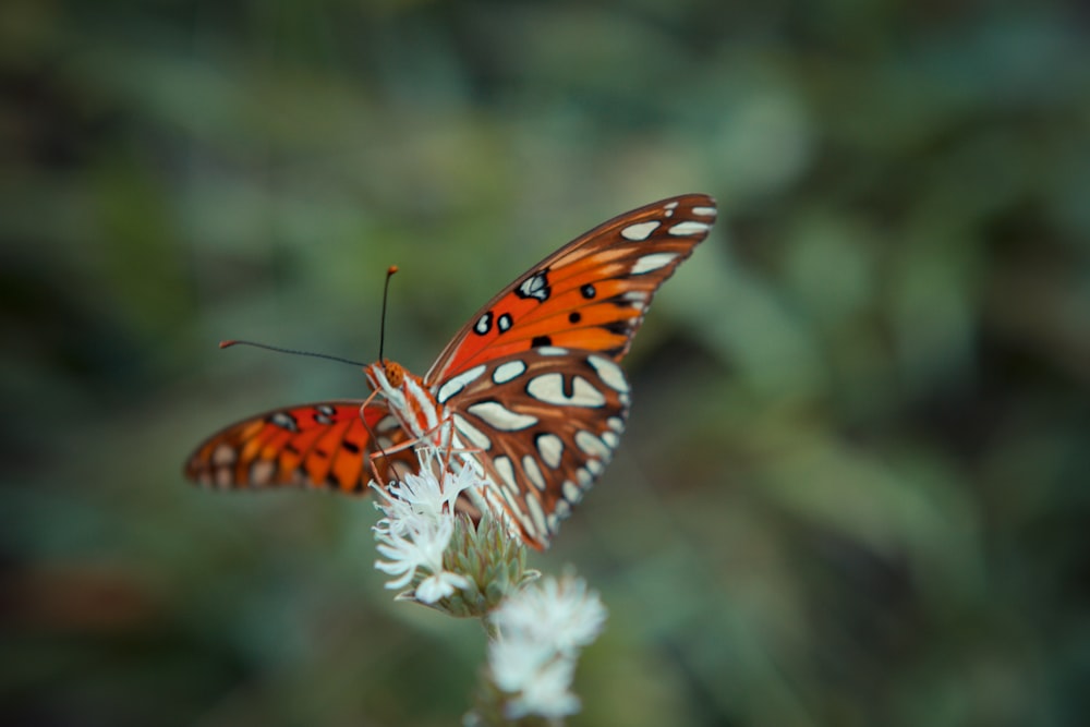 orange and black butterfly perched on white flower in close up photography during daytime