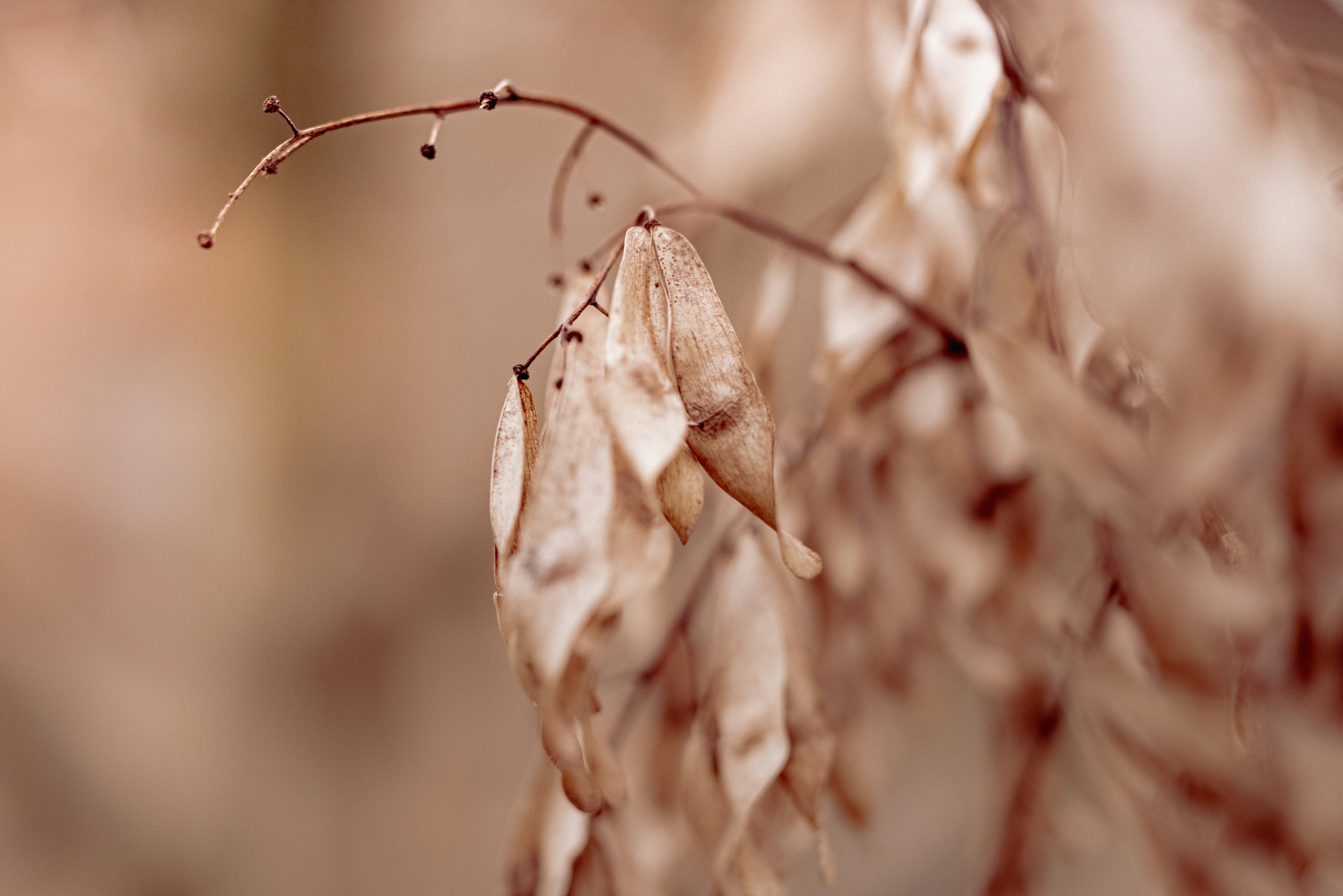 white and brown flower in tilt shift lens