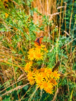 A colorful scene of the main characters sharing a picnic with animated butterflies.