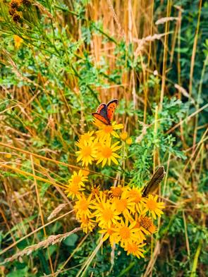 A colorful scene of the main characters sharing a picnic with animated butterflies.