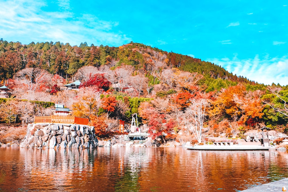 brown and green trees near body of water during daytime