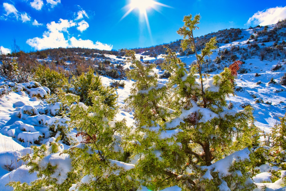 pini verdi coperti di neve durante il giorno