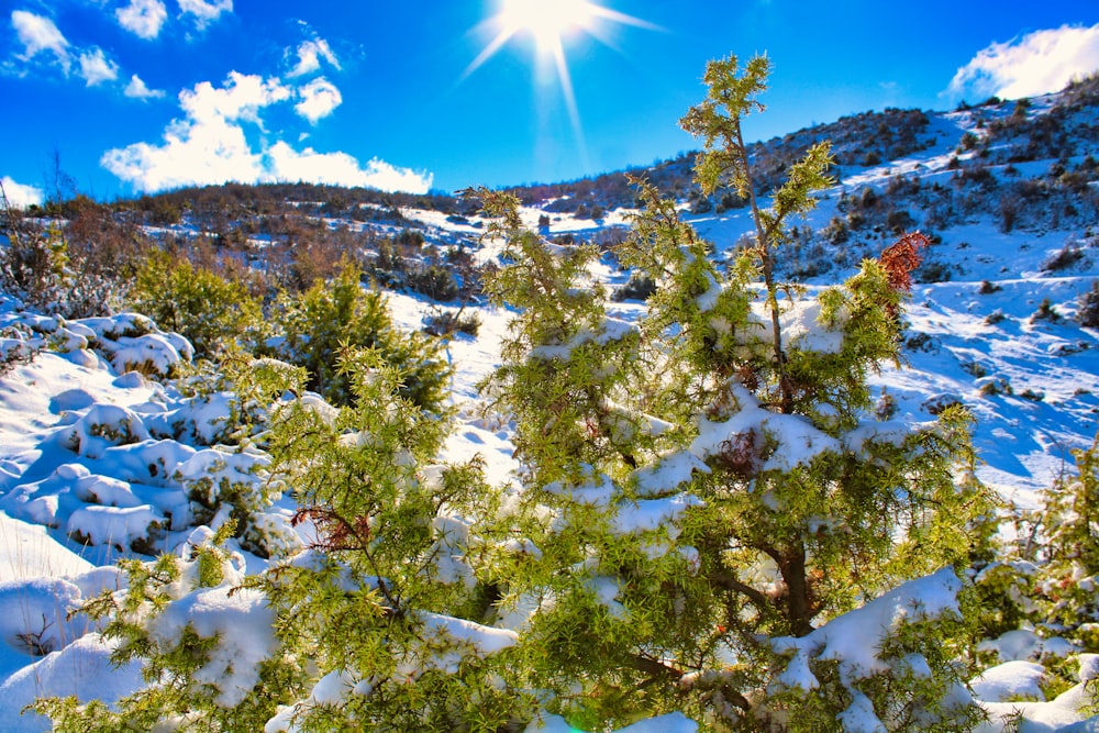 昼間は雪に覆われた緑の松の木