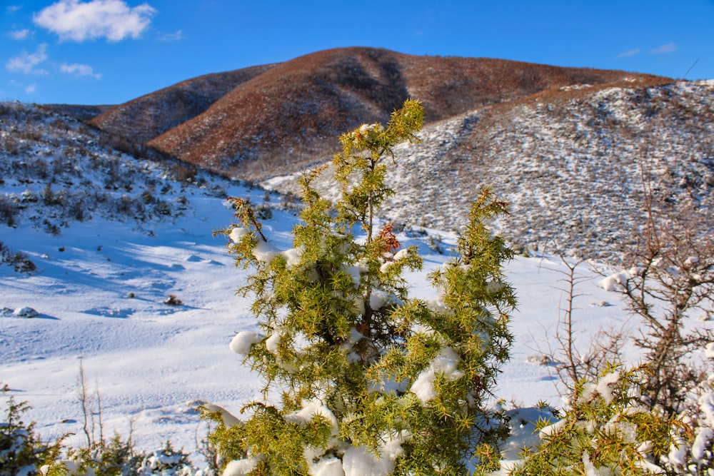 green tree on snow covered ground during daytime