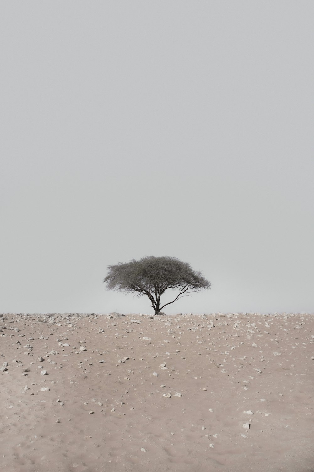 árbol negro en arena marrón bajo cielo blanco durante el día