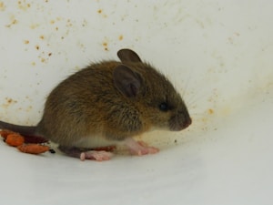 Mouse Trap